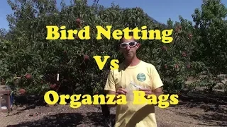 Protecting Peaches From Birds - Organza Bag vs Netting