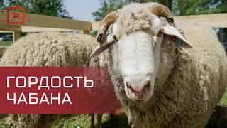 В Хунзахском районе отметили День животноводов