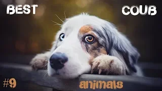 BEST COUB #9 (Animals) AMAZING Videos