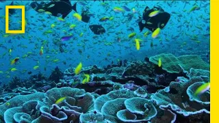 Super Reefs (Short Film) | Pristine Seas | National Geographic Society