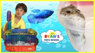Ryan's First Pet Fish