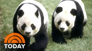 How ‘Panda Diplomacy’ Has Affected US-China Relationship