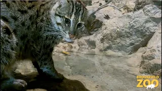 Fishing Cat Bali