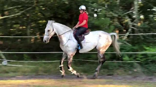 Etape 1 : comment monter son cheval en licol puis en cordelette