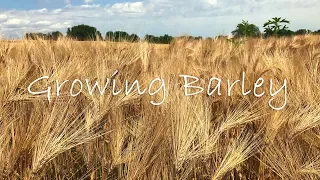 Growing Barley