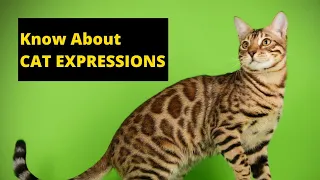 Secrets of Cats 276 facial expressions #2023 #viral #trending