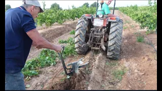 Recogemos las patatas Beltrán