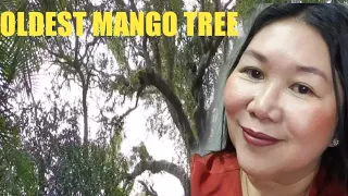 OLDEST MANGO TREE