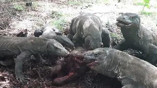 KOMODO DRAGONS EAT BUFFALO||THE REAL NATURE