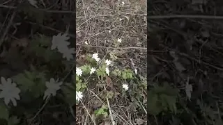 Подснежники в весеннем лесу.