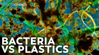 Can Bacteria Eat Plastic?