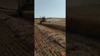 550 kg Ahmet Ağa  cinsi buğday. ilk sahibinden taş gibi makina tertemiz biçim