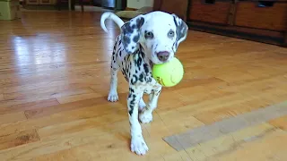 Puppy Dalmatian First Time Playing Fetch