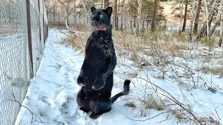 The last snow in the village of Luna the panther😸(ENG SUB)