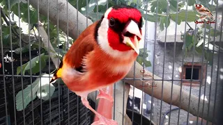 Most Beautiful Singing Birds - Singing Goldfinch Will Charm Your Ears