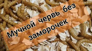 #мучник #мучнойчервь #разведениемучного Разводим мучных червей без заморочек