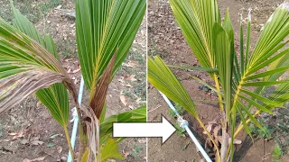 How to make coconuts to grow well