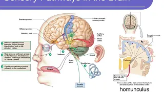 Physiology Chapter 10 Sensory Physiology