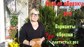 Начала обрезку роз. Варианты обрезки плетистых роз. Ответы на вопросы.