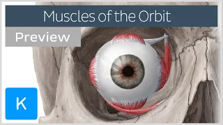 Muscles of the orbit overview (preview) - Human Anatomy | Kenhub