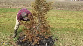 How to Stake and Straighten a Leaning Tree.