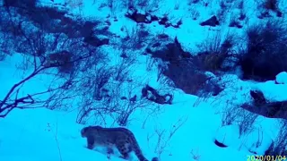 Снежный барс попал на видео в Жамбылской области
