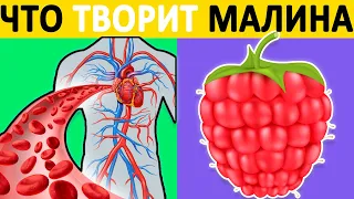 Что ТВОРИТ МАЛИНА с организмом?! Польза и вред МАЛИНЫ