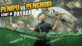 KONTEN TERBAIK!! IKAN PAYARA VAMPIRE FISH || KENALI JENISNYA SEBELUM TERTIPU BRO!