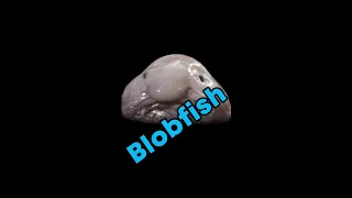 The Blobfish isn't actually as ugly as you think