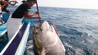 Keahlian Mancing Tuna Sirip Biru Raksasa yang Menakjubkan, Menangkap dan Mengolah Ratusan Ton Tuna