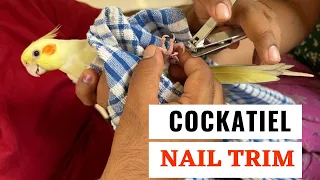 Cockatiel Nail Trim #cockatiel #birdlovers