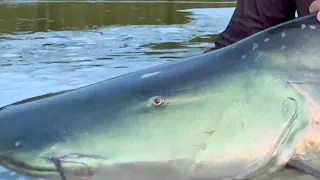 A PESCARIA DO PEIXE DE COURO COM CARA DE ALUMÍNIO