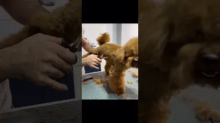 Toy poodle makas tıraşı