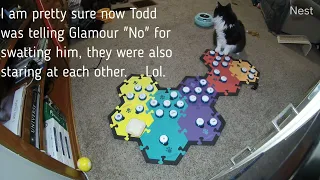 I Did Not Teach Todd To Say This - Can You Believe Todd Did This  Part  2