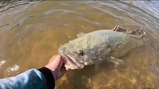 Murray cod fishing