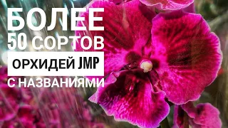 JMP орхидеи. 55 сортов фаленопсисов с названиями. Нарбонна, Феррара, Биг липы, мультифлора. Часть 1