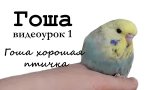 🎤 Учим попугая по имени Гоша говорить, видеоурок 1: "Гоша хорошая птичка!"