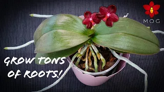 How to Promote Healthy New Roots on Phalaenopsis & other Orchids! - Orchid Care for Beginners