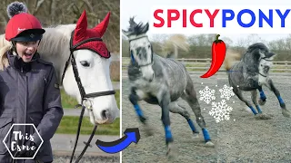 SPICY PONIES + the Coldest Day with the Horses | This Esme