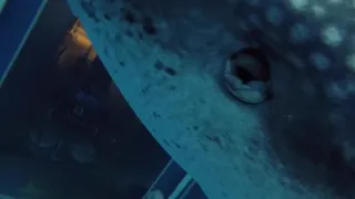 Whale shark retracting its eye