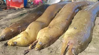 PESCANDO NO MANGUEZAL: POUCO SIRI E MUITA MOREIA!