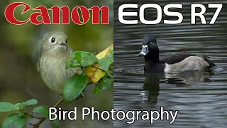 Canon R7 Duck & Kinglet Photography