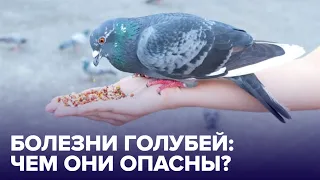 Болезни ГОРОДСКИХ ГОЛУБЕЙ: чем они опасны для человека?