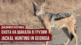 Охота на шакала в Грузии  Дневники охотника