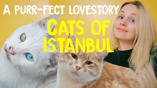 Cats of Istanbul | A purr-fect lovestory! #15