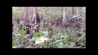 Large Bigfoot/Sasquatch Sighting 2016 (Real Proof/Evidence Caught)