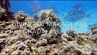 Bubbles and Beyond - 4K - Red Sea Egypt Hurghada - November 2022