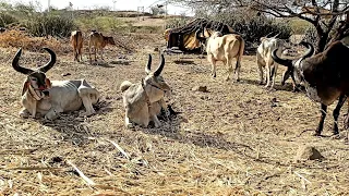 દેશી જાબા વઢિયારા બધા બળદ એક સાથે