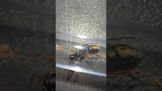 New SUPER EXPENSIVE Queen Ant!