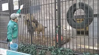 【お食事タイム４】インドライオン（ラージャー）@野毛山動物園20240117